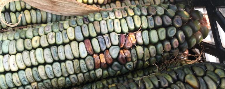 How to Use Oaxacan Heirloom Green Corn