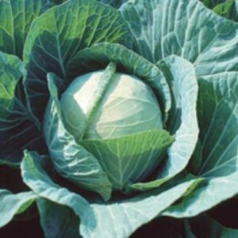 Sweet and Sour Cabbage