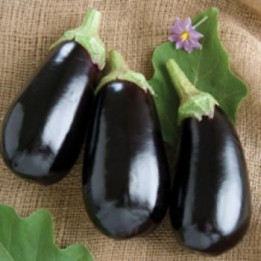 Eggplant Walnut Pate