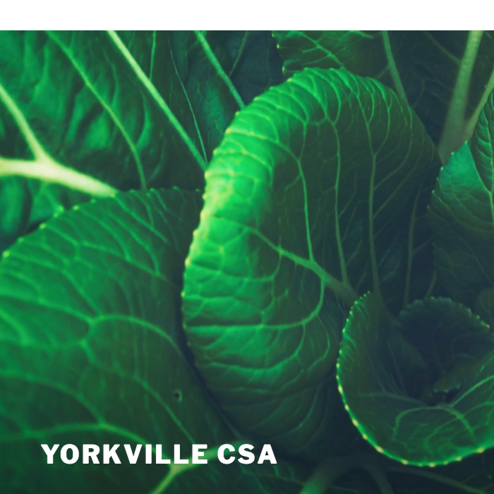 Yorkville CSA
