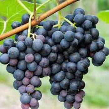 Concord Grape Pie