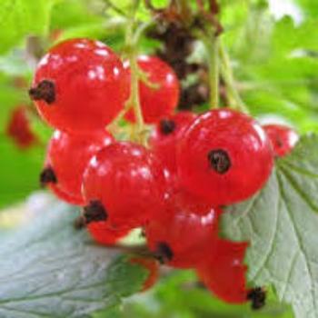 Currant-Cranberry Sauce