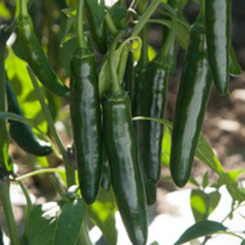 Drying and Preserving Hot Peppers
