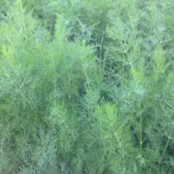 Creamy Dill Dressing